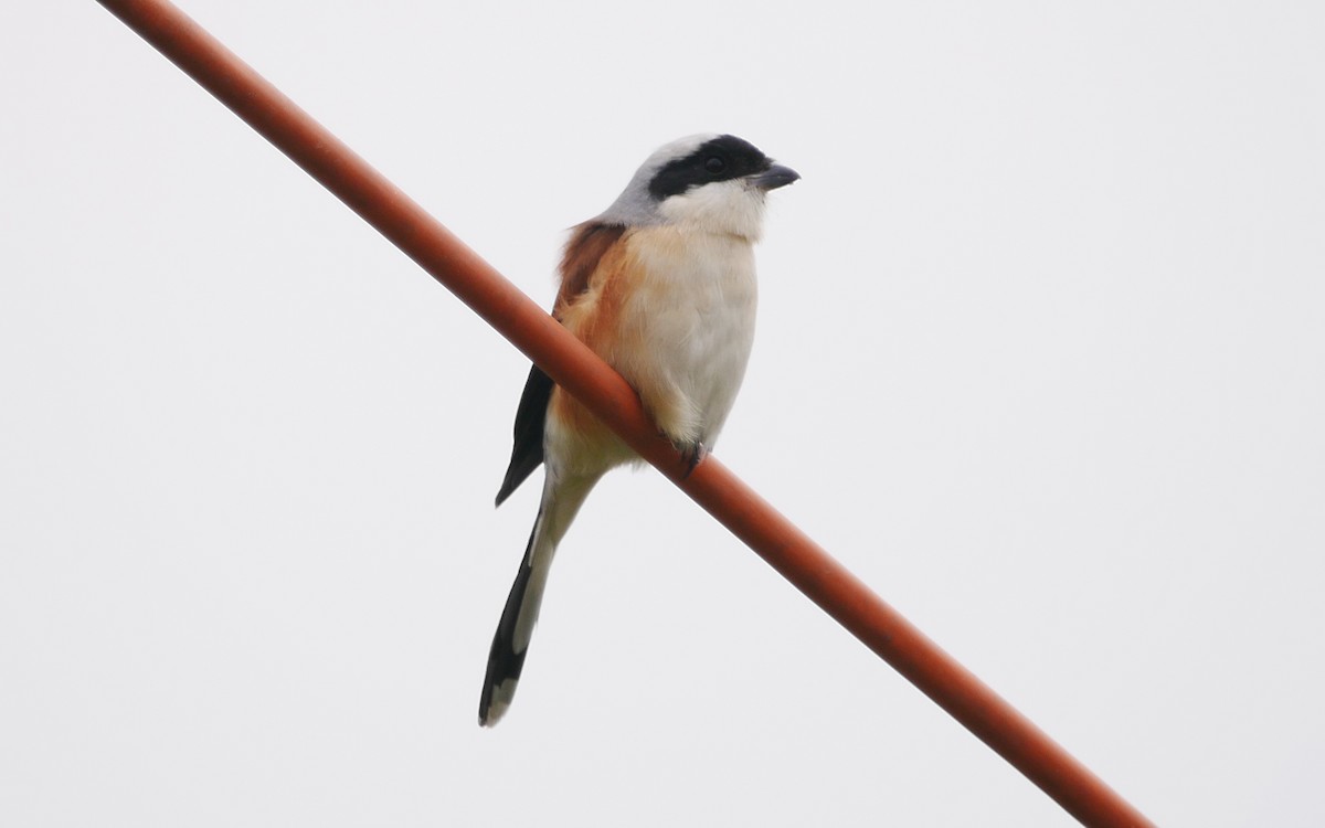 Bay-backed Shrike - ML394525901