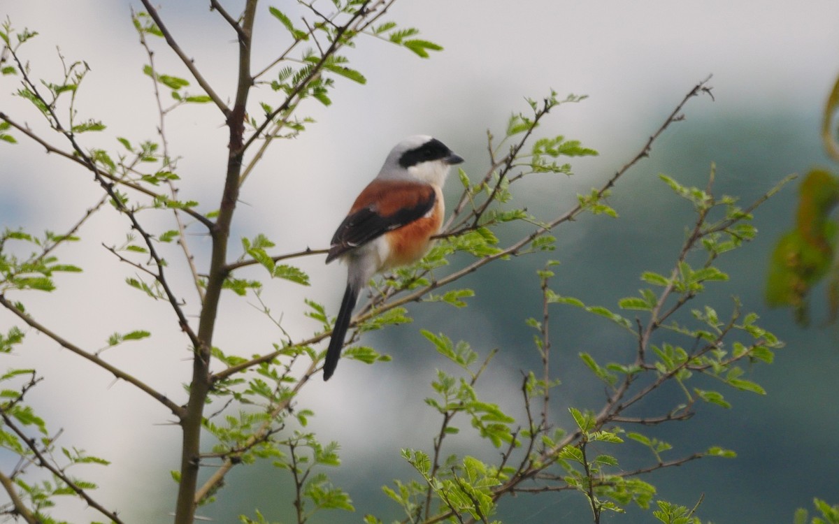 Bay-backed Shrike - ML394525921
