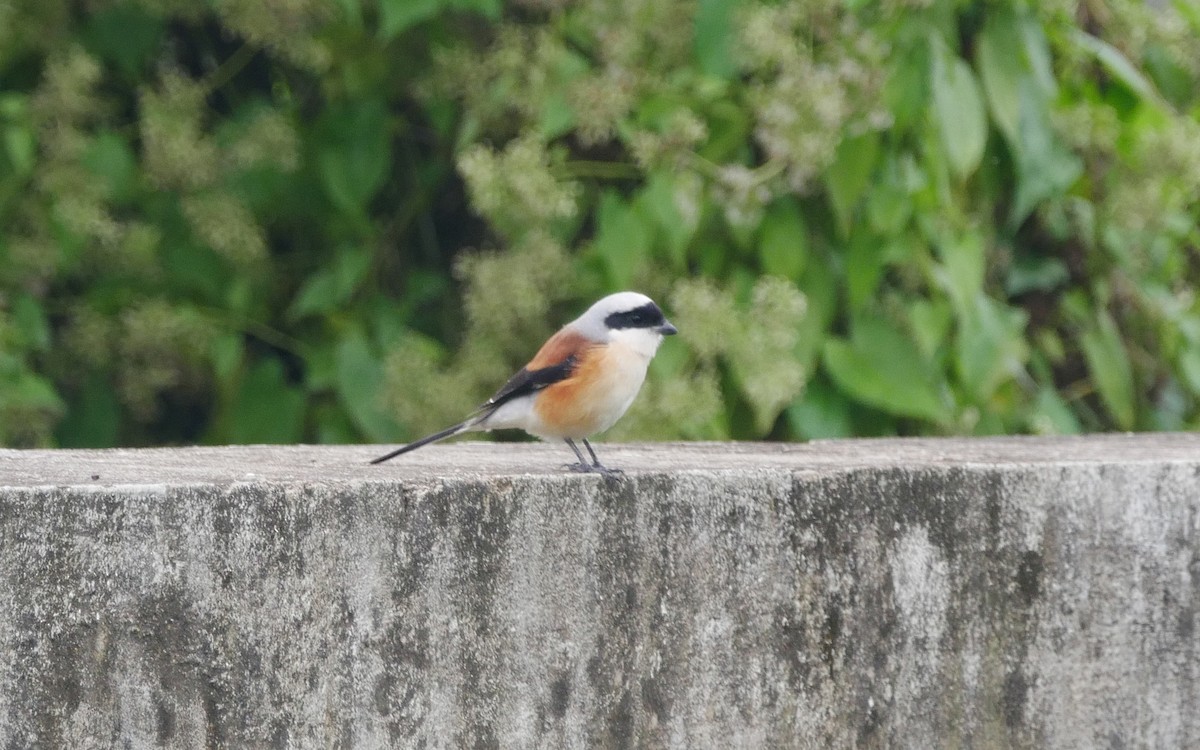 Bay-backed Shrike - ML394526081