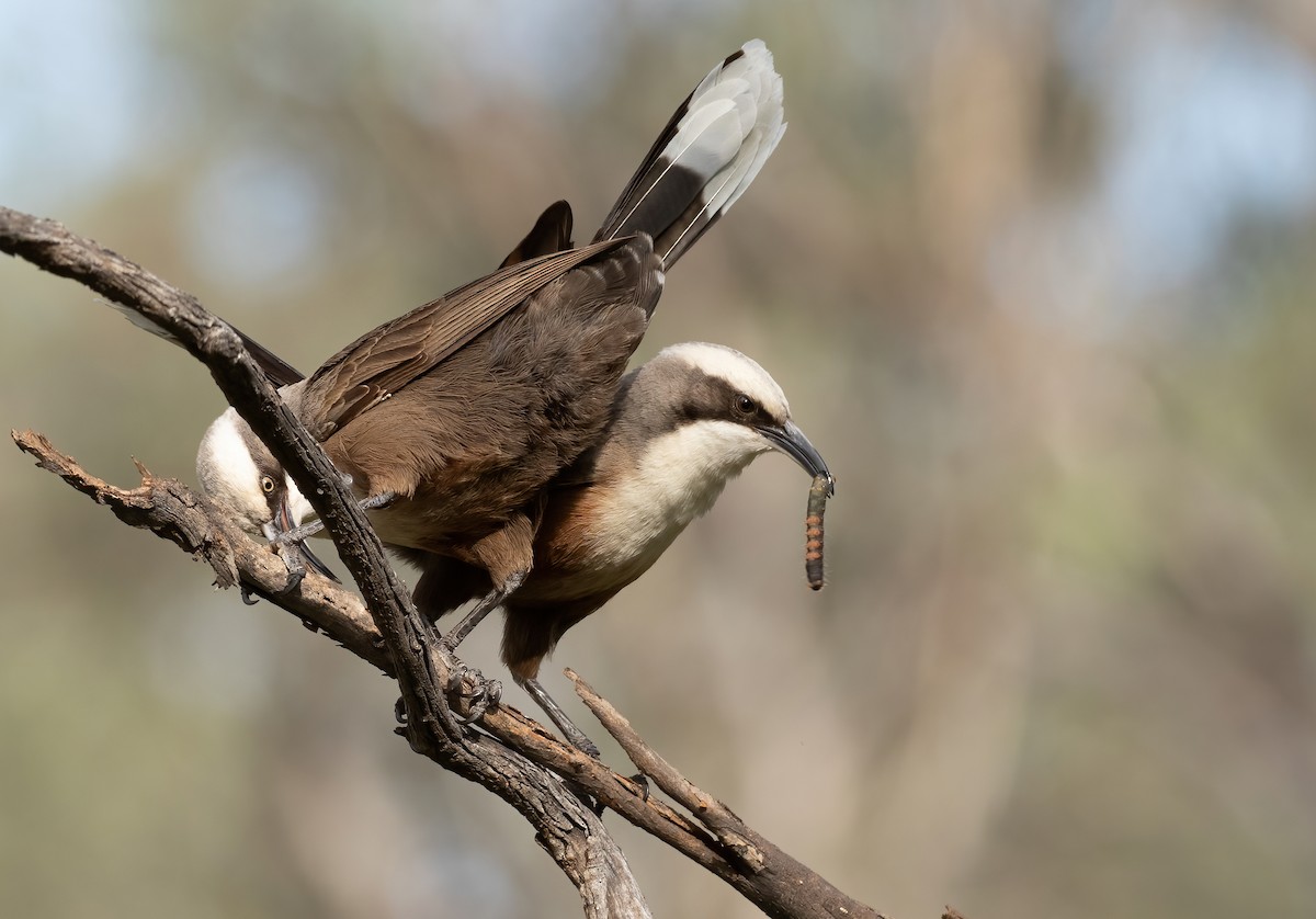 Gray-crowned Babbler - ML394526121