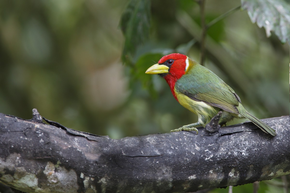 Red-headed Barbet - ML394526351