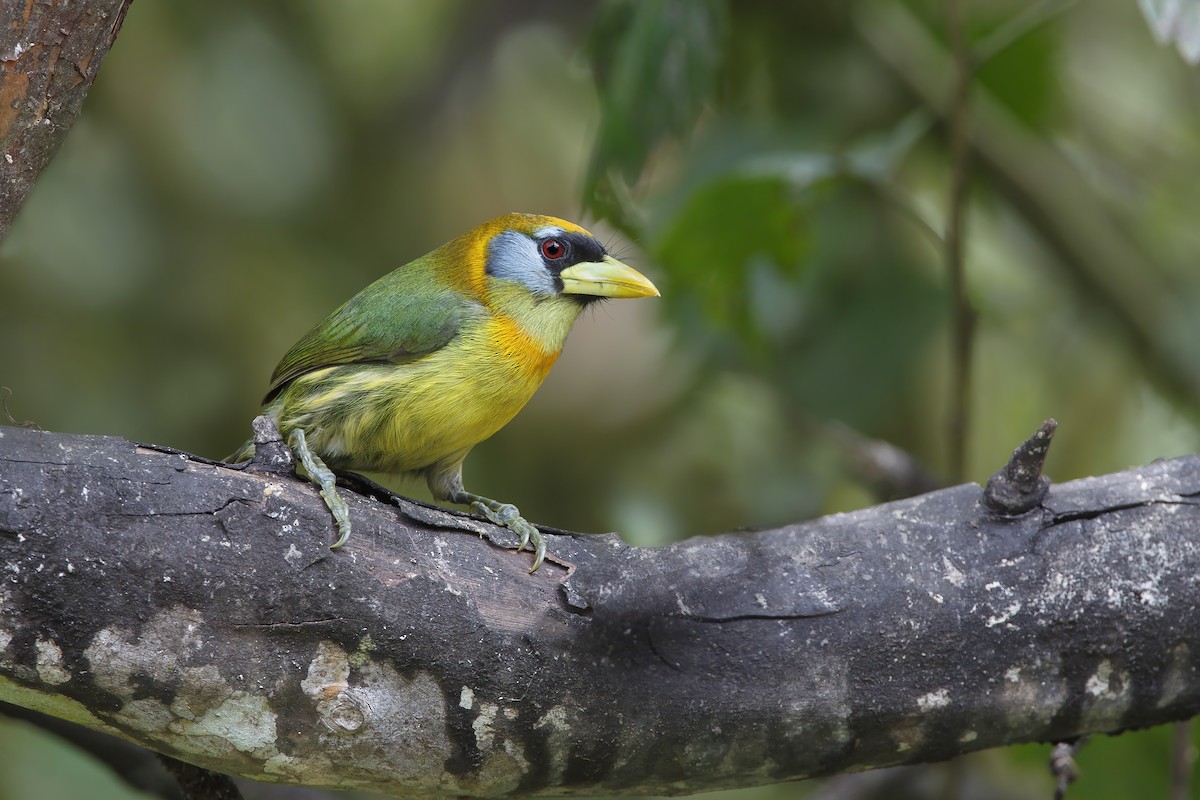 Red-headed Barbet - Marco Valentini