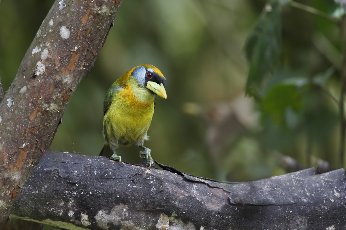 Red-headed Barbet - ML394526381