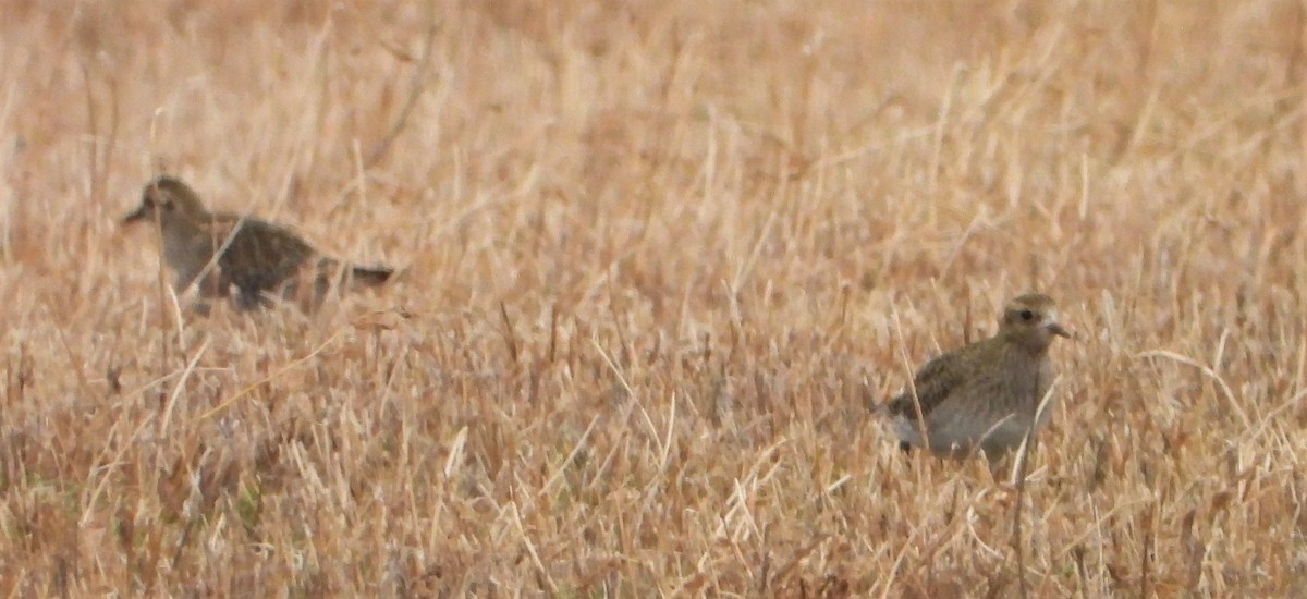 European Golden-Plover - ML394526811