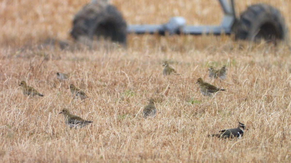 European Golden-Plover - ML394526821