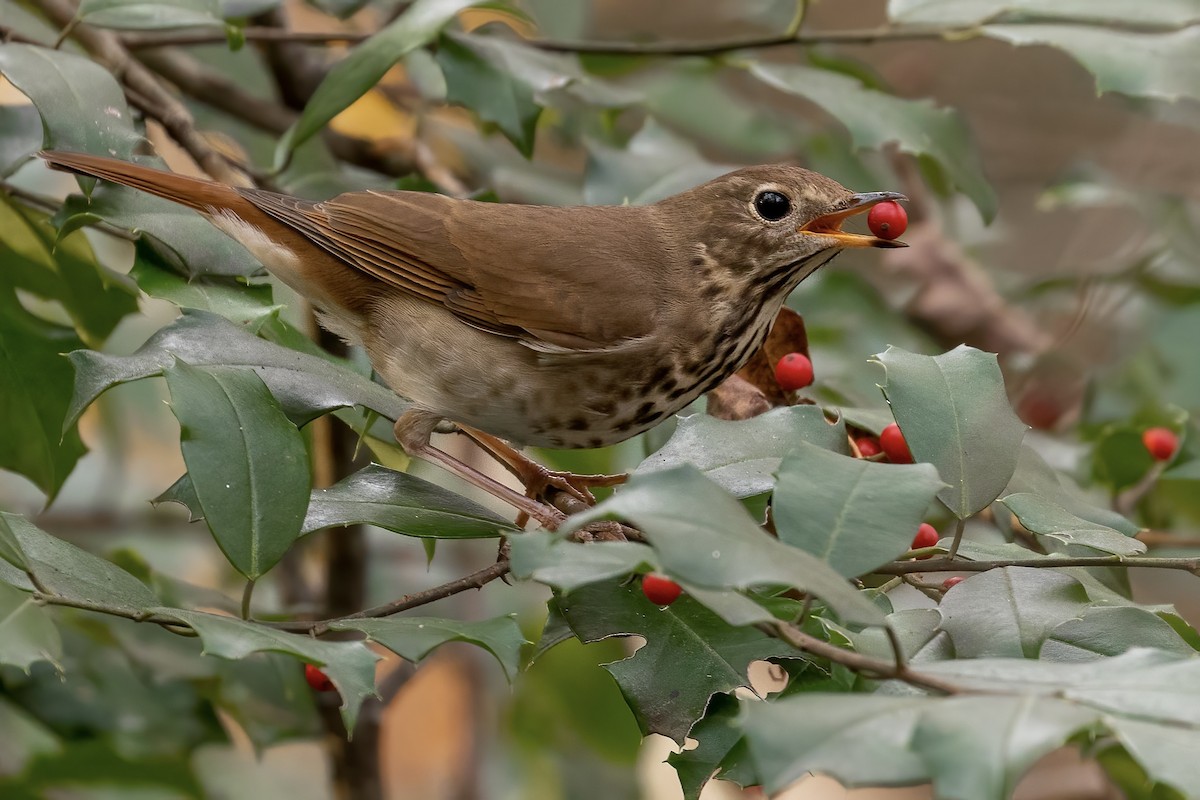 Hermit Thrush - ML394527161