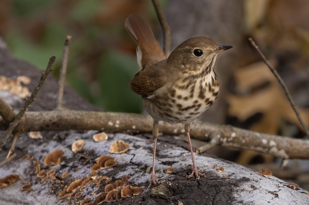 Hermit Thrush - ML394527211