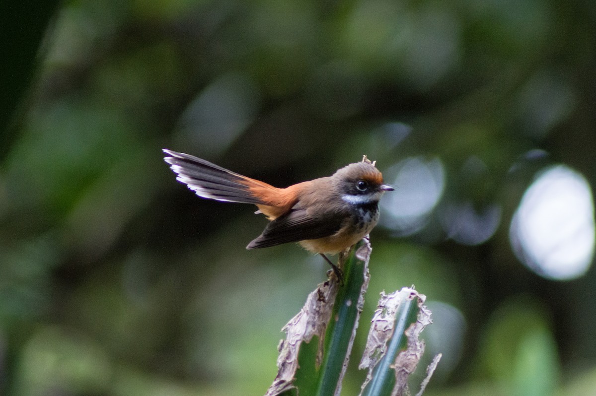 Micronesian Rufous Fantail - Trenton Voytko