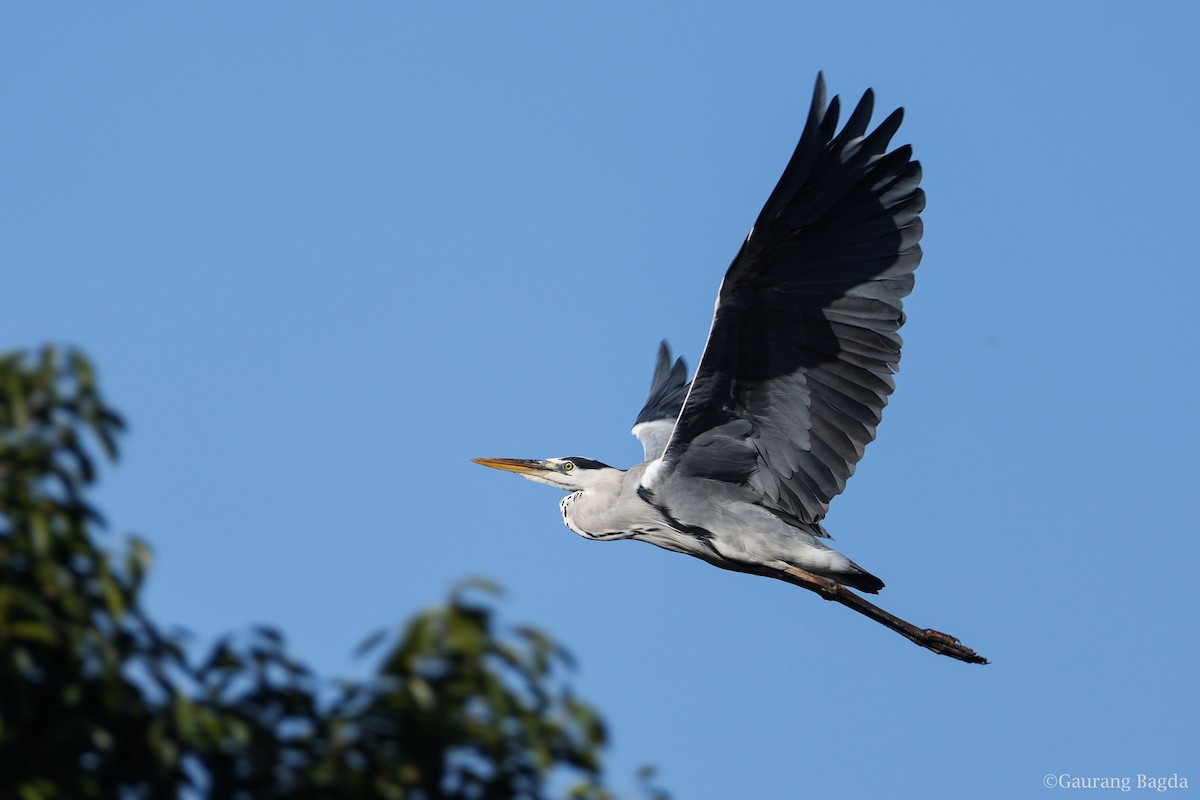Gray Heron - Gaurang Bagda