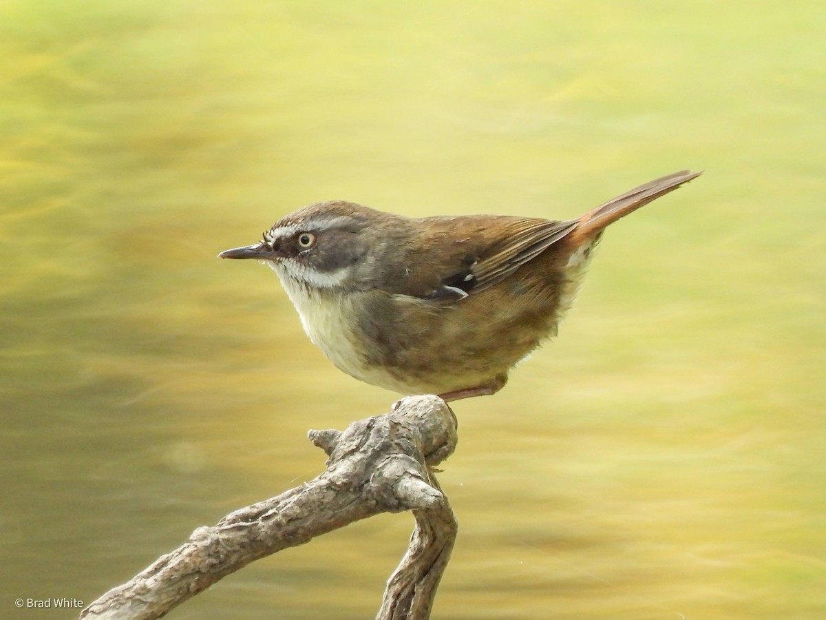 White-browed Scrubwren - ML394528981