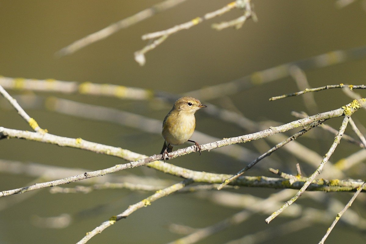 Common Chiffchaff - ML394529301