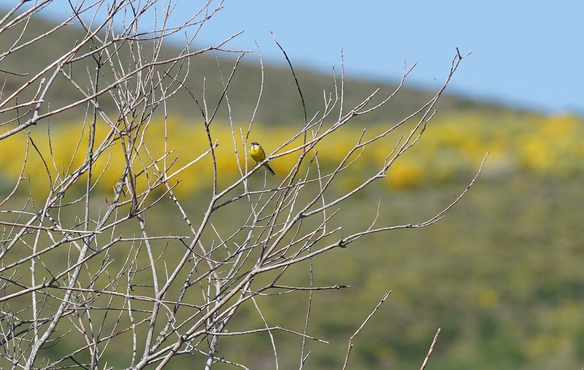 Western Yellow Wagtail - Bárbara Morais