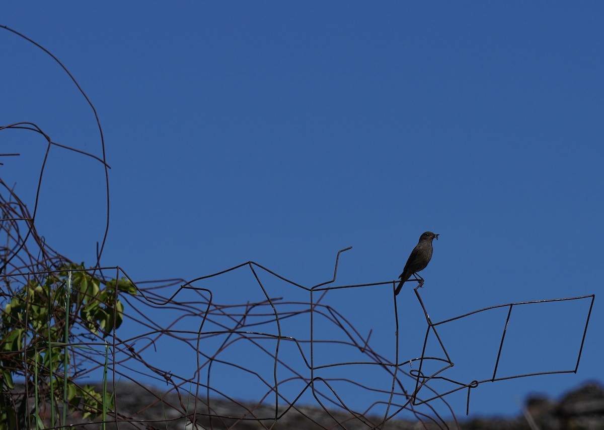 Black Redstart - ML394530051