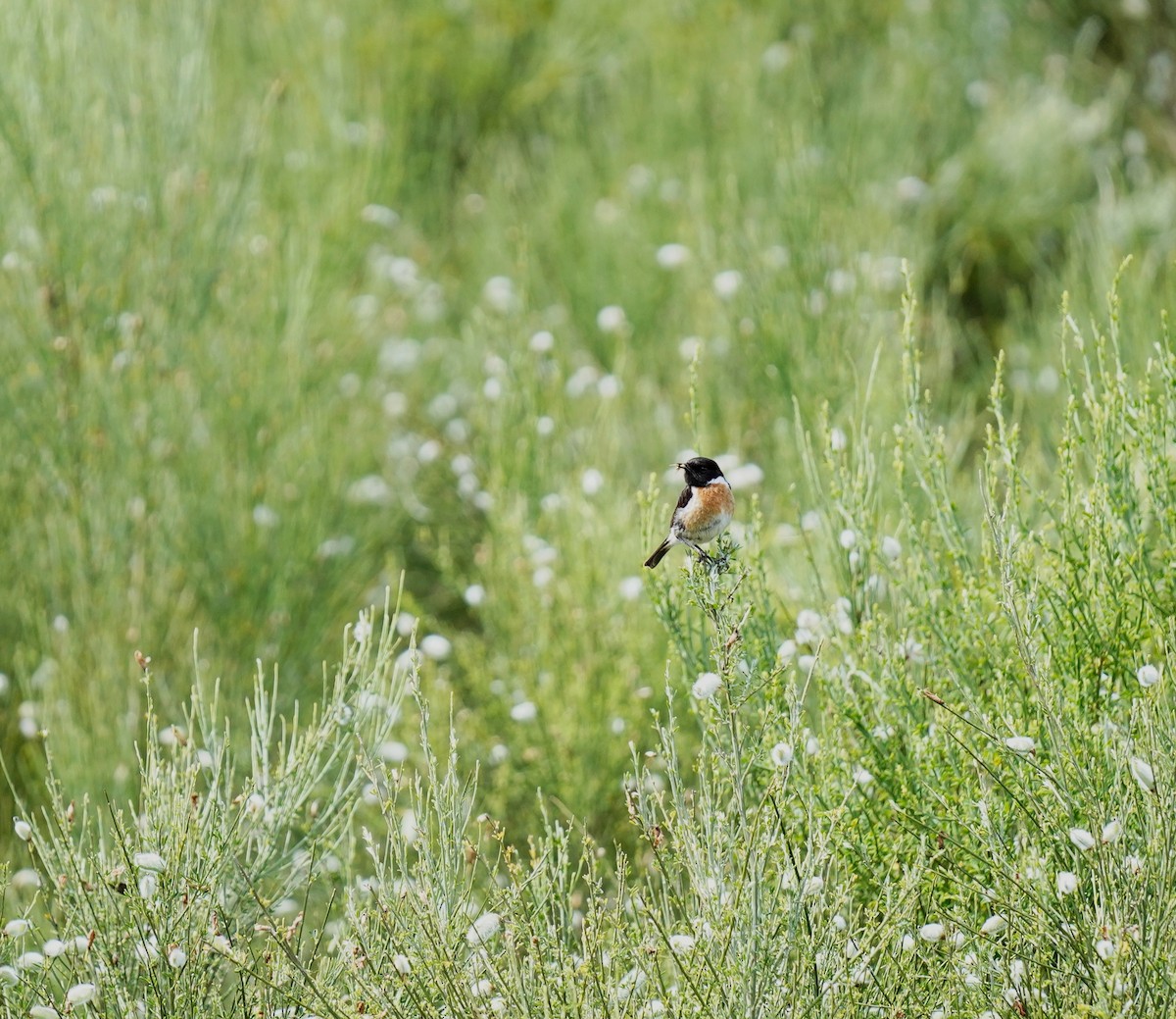 European Stonechat - ML394530061