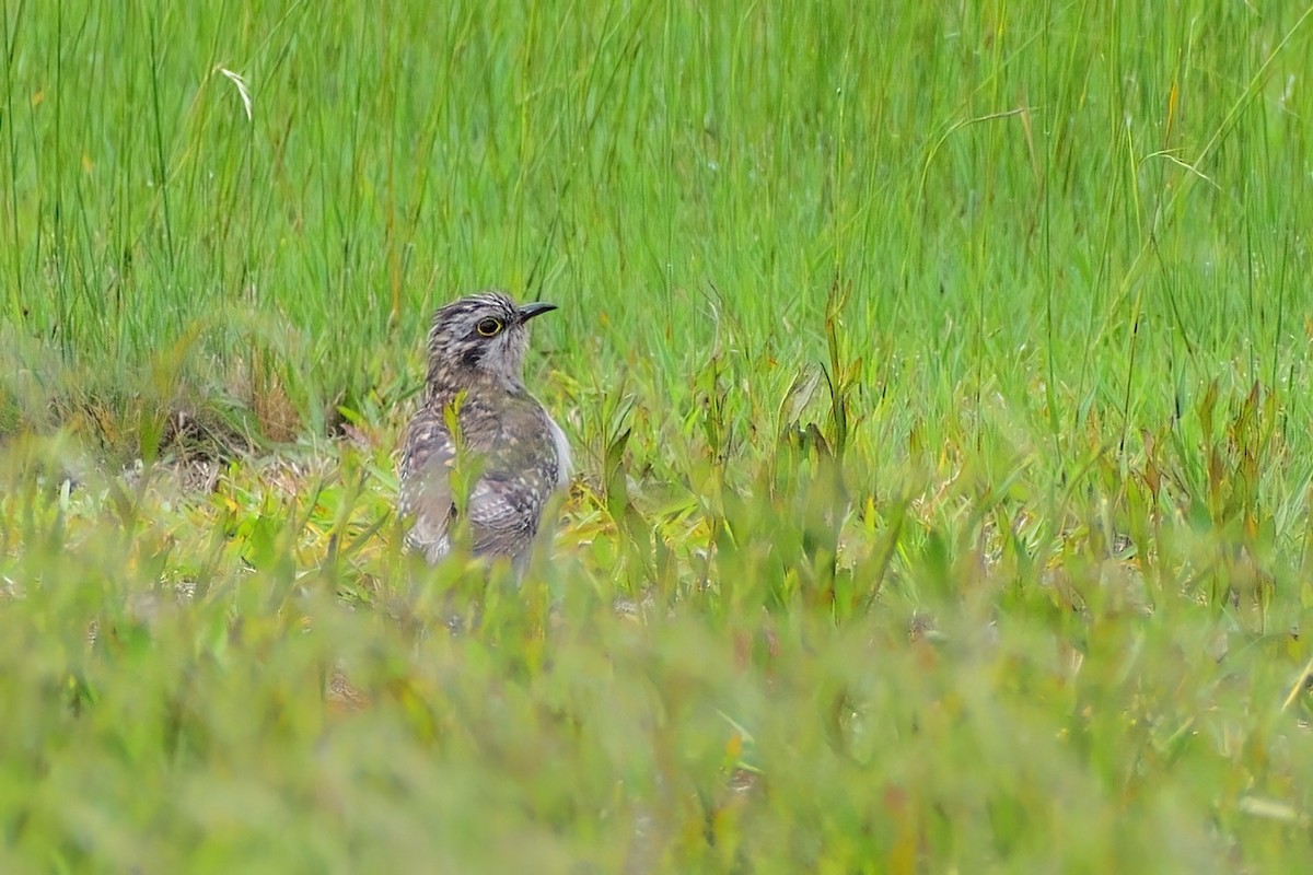 Pallid Cuckoo - Ken Tay