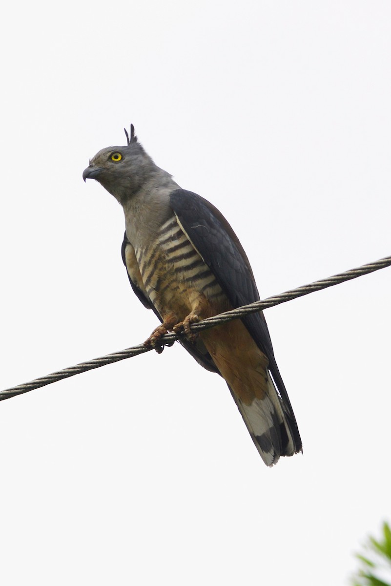 Pacific Baza - ML394530591