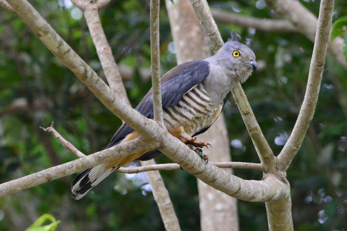 Pacific Baza - ML394530671