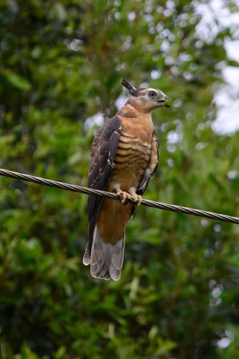 Pacific Baza - ML394530931
