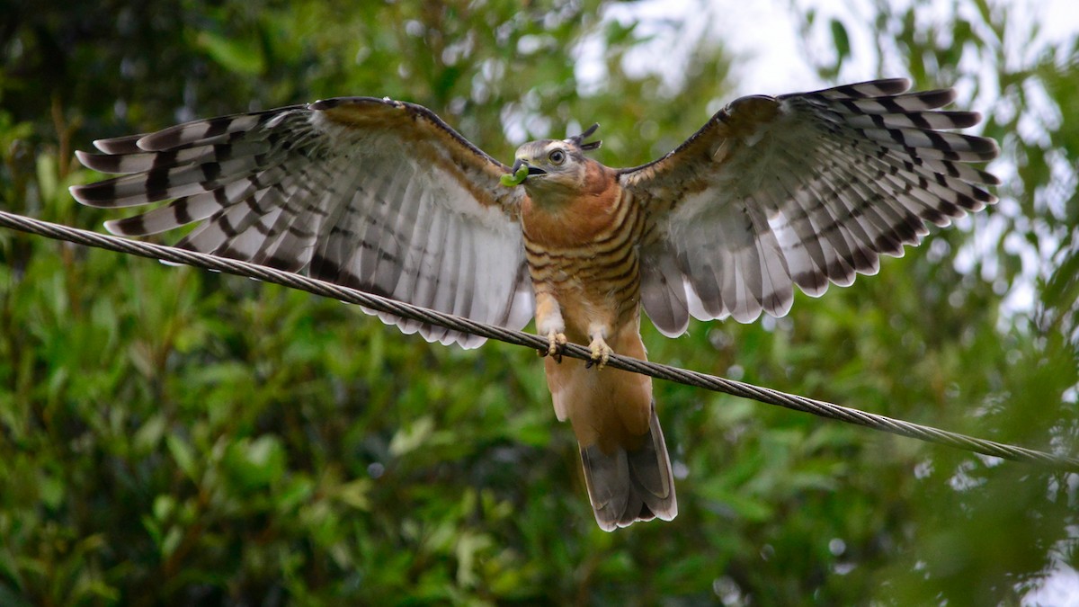Pacific Baza - ML394531331