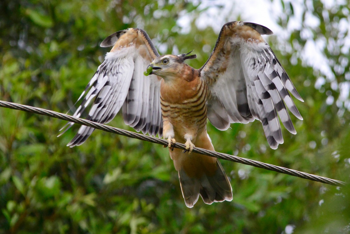 Pacific Baza - ML394532381