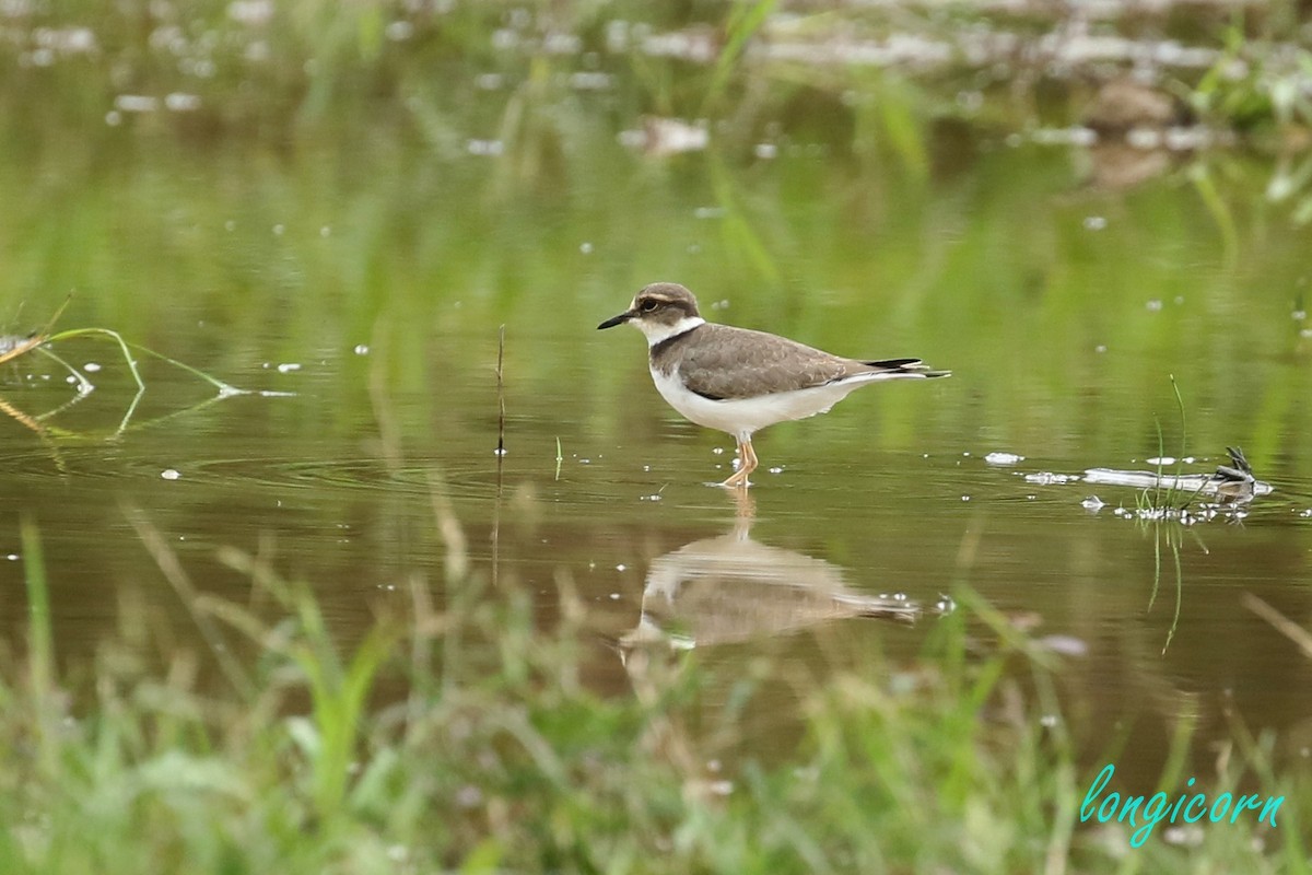 Long-billed Plover - ML394532471