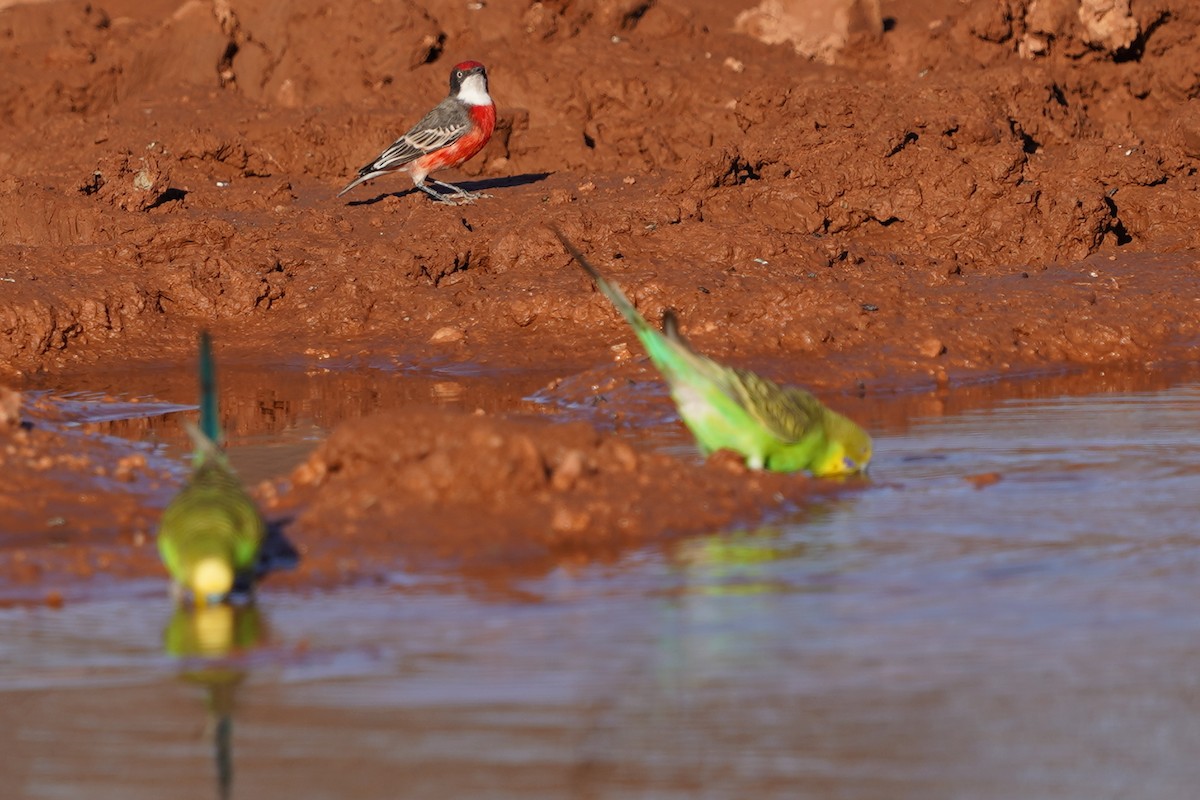 Crimson Chat - ML394532761