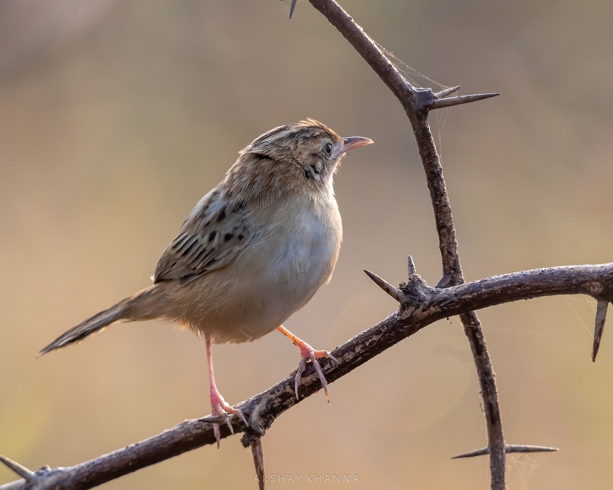 Zitting Cisticola - ML394533371