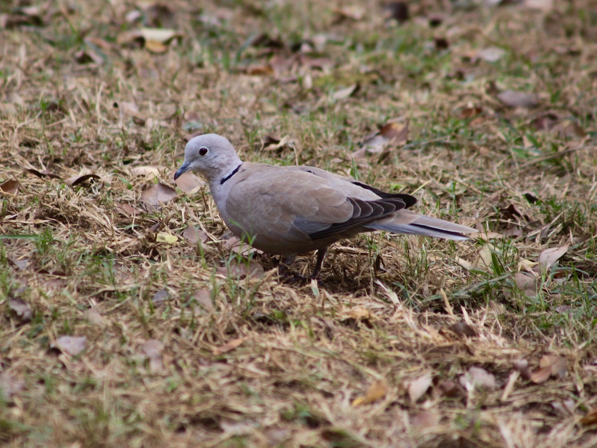 Eurasian Collared-Dove - ML394537391