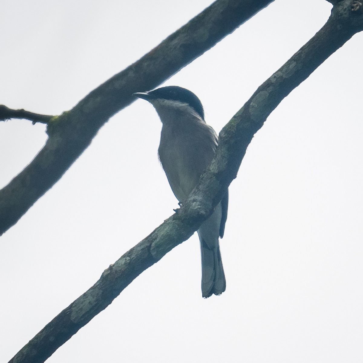 Bar-winged Flycatcher-shrike - ML394537991