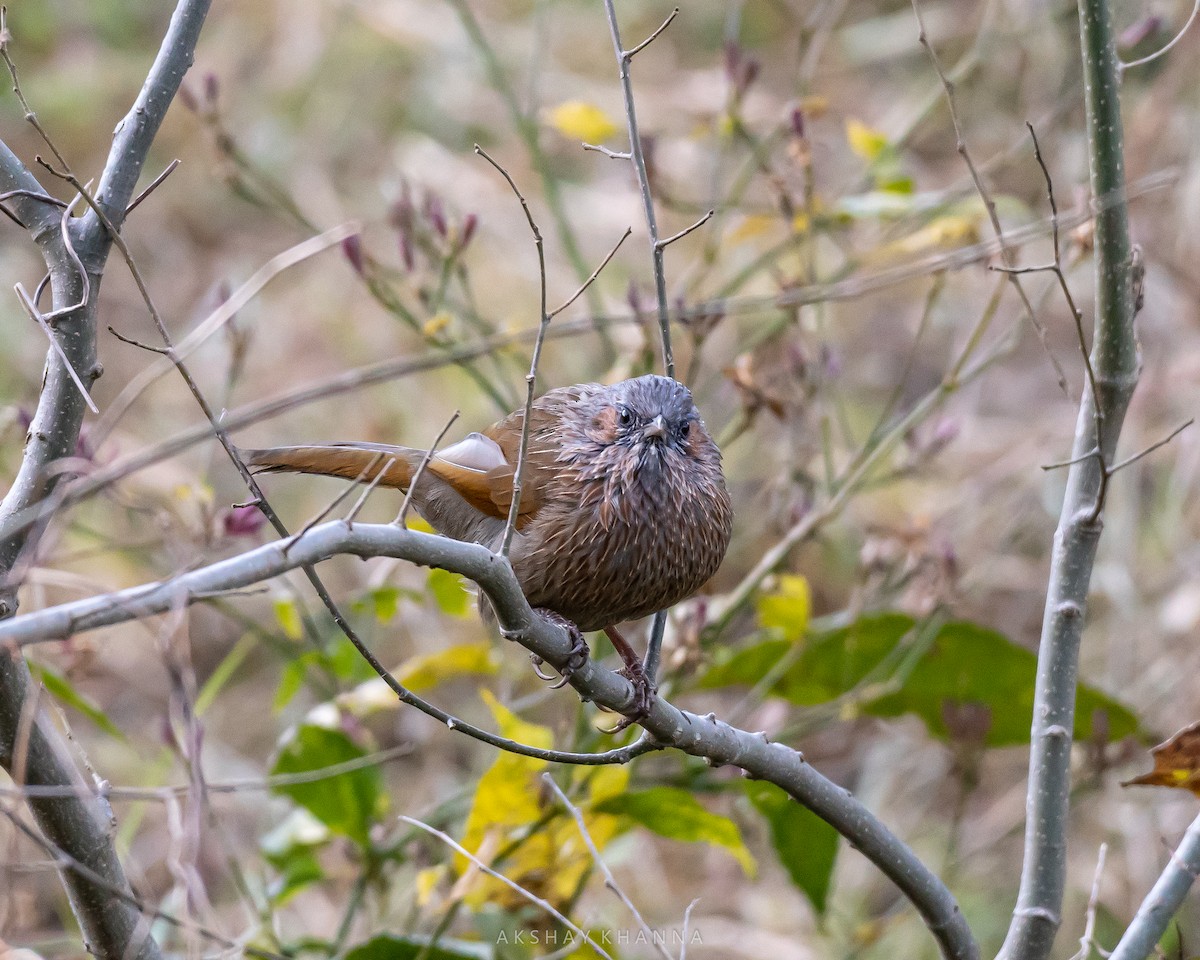 Streaked Laughingthrush - ML394539461