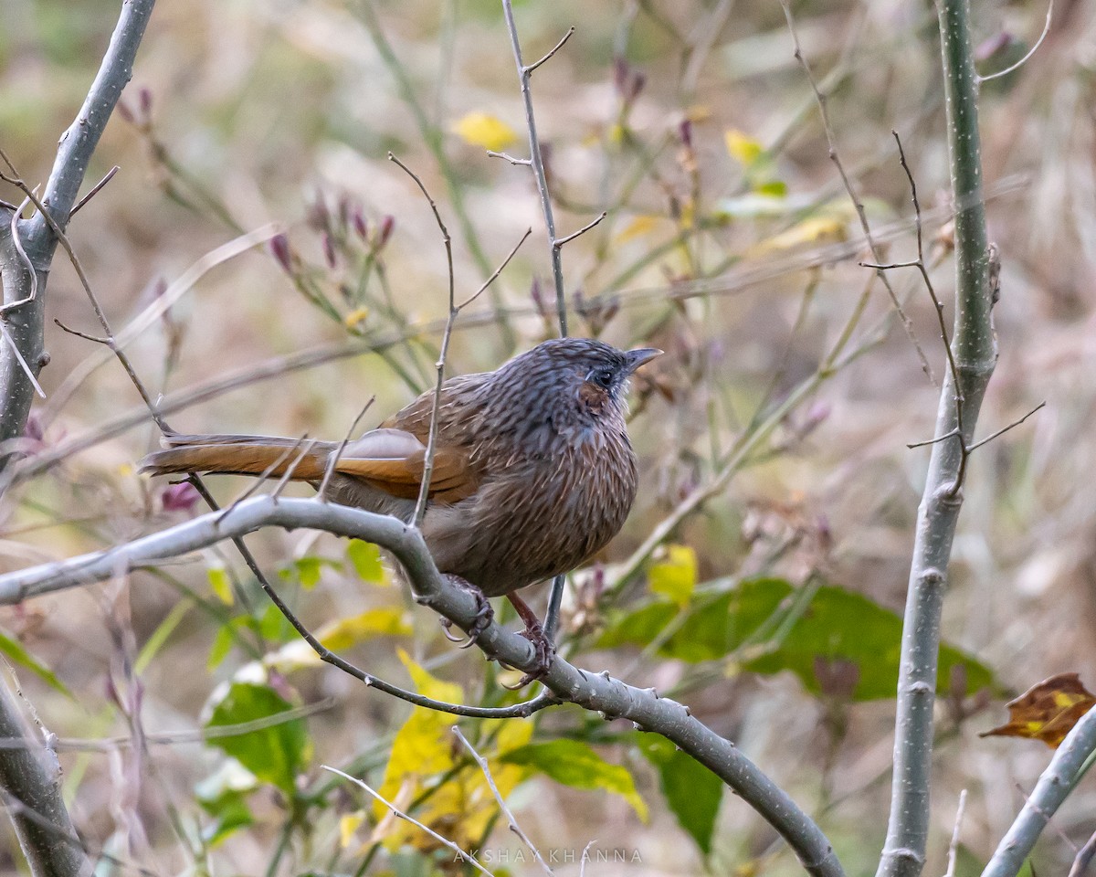 Streaked Laughingthrush - ML394539471