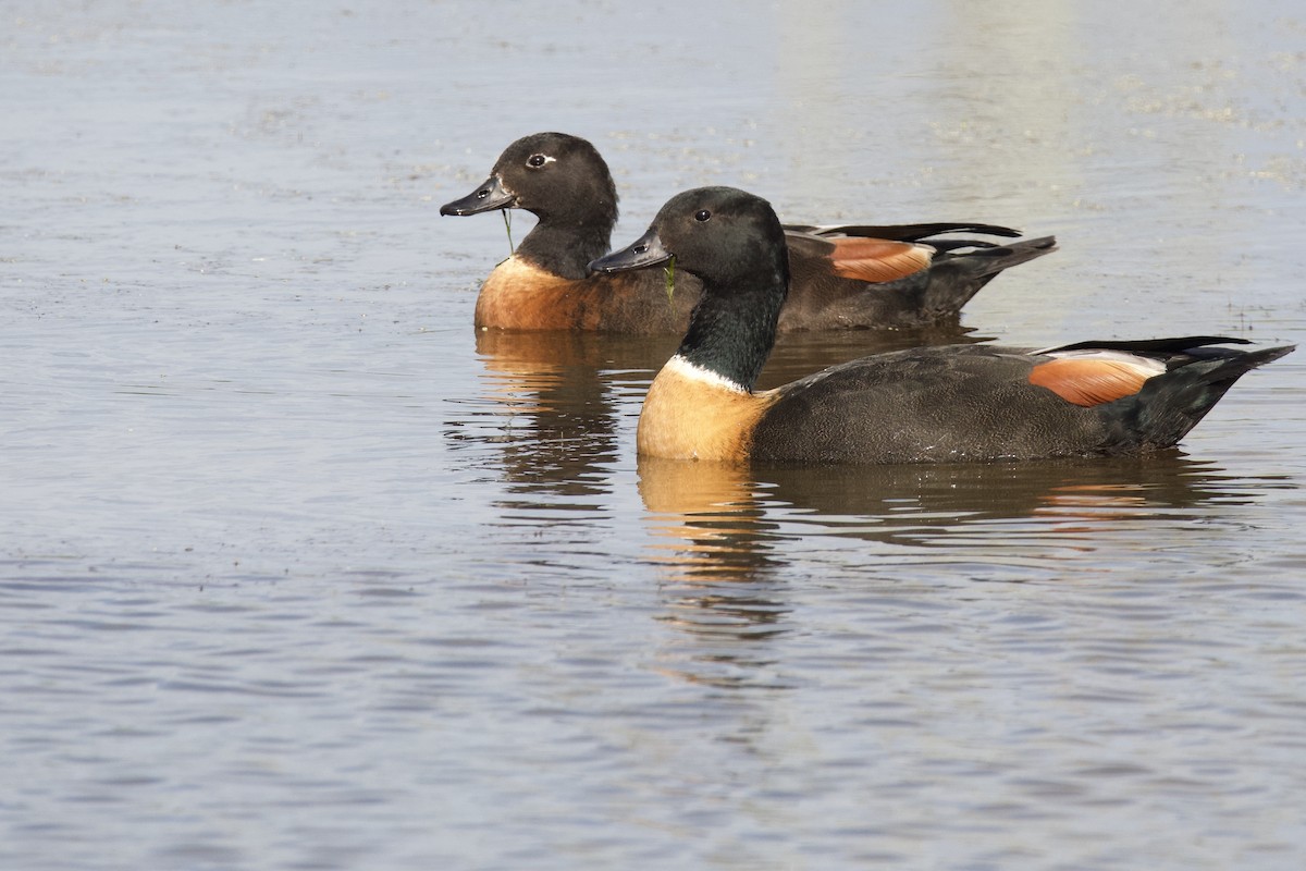 Australian Shelduck - ML394543221