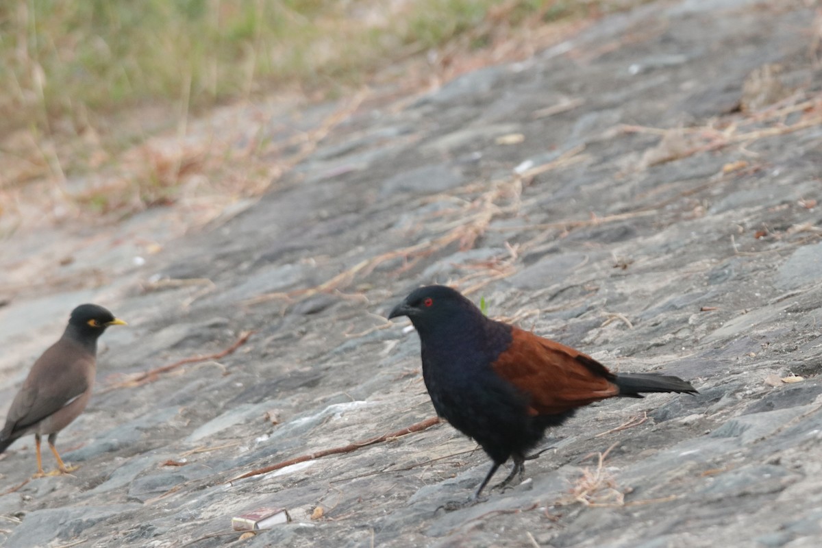 Greater Coucal - ML394545601