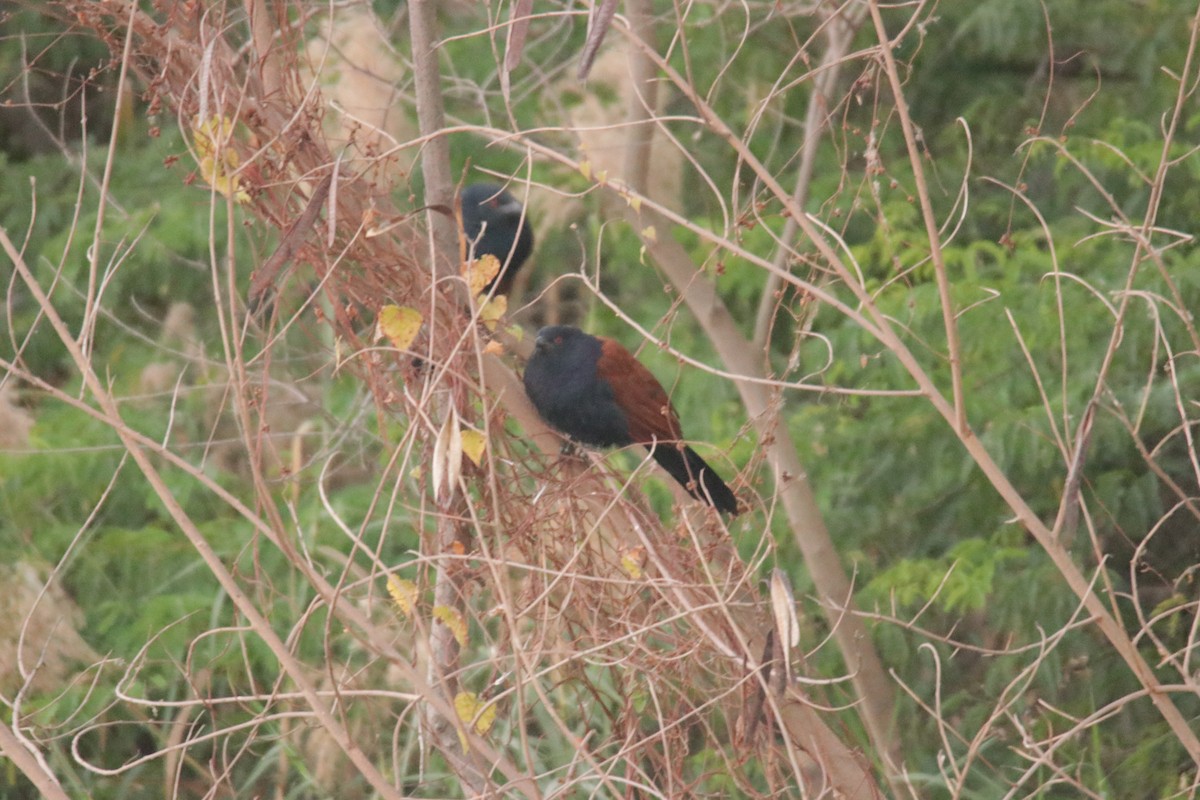 Greater Coucal - ML394546001