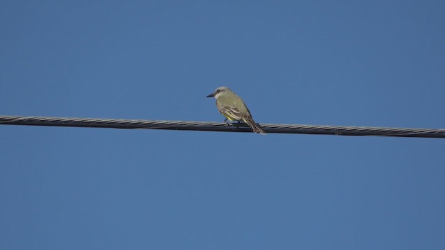 Tropical Kingbird - ML394547471