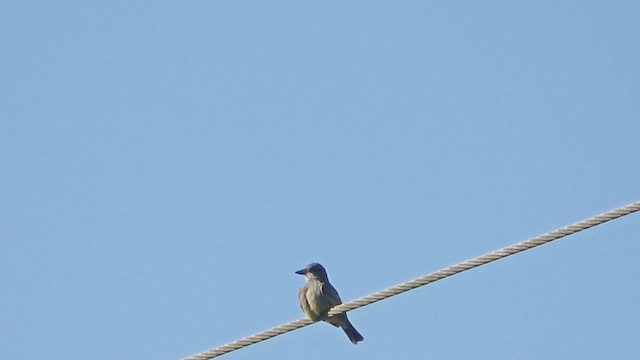 Cassin's Kingbird - ML394547701