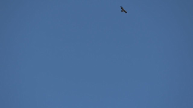 Swainson's Hawk - ML394548191