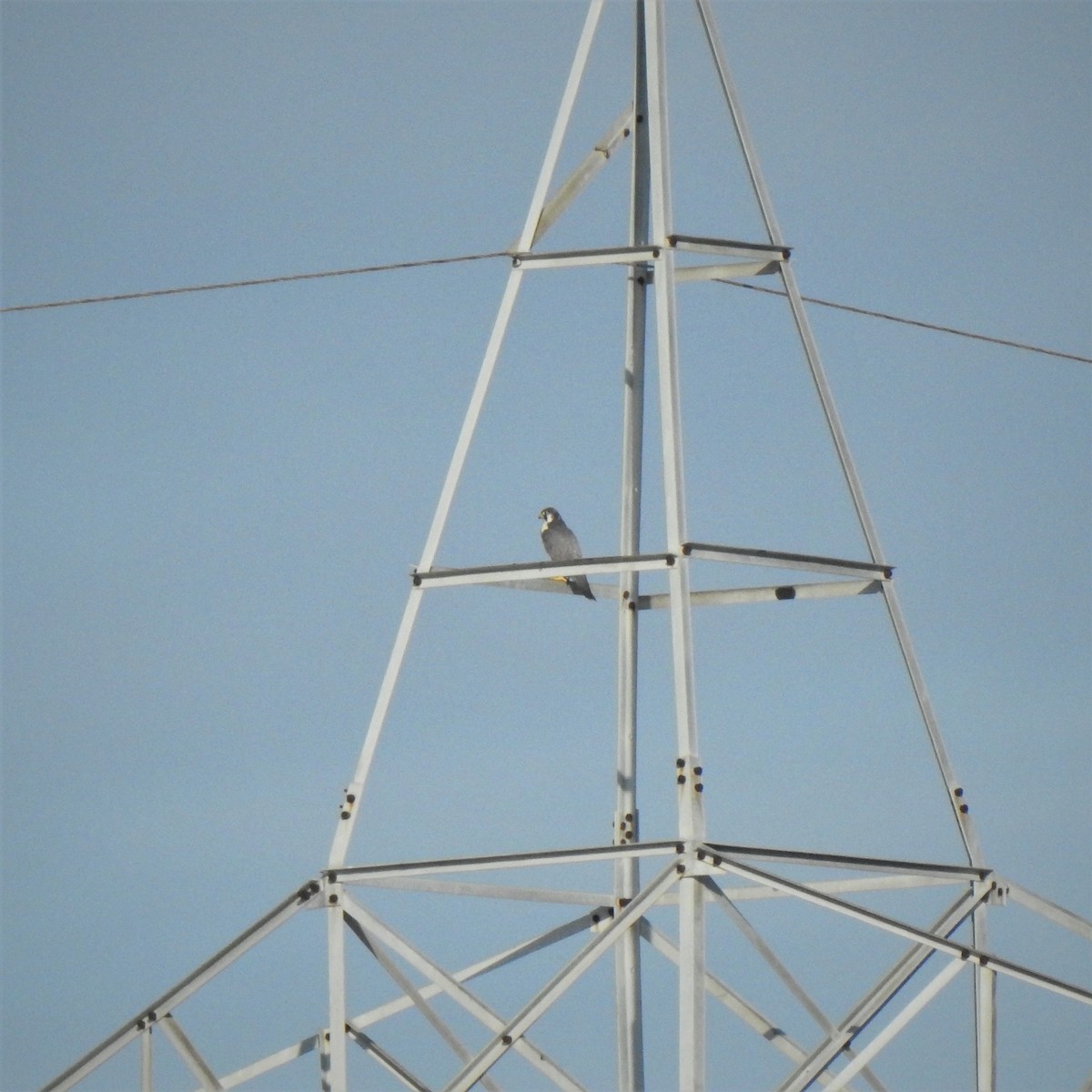 Peregrine Falcon - Roaming Owls🦉🦉