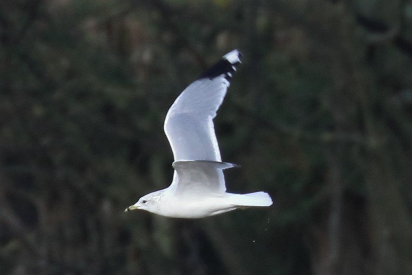 Common Gull - Bruce Kerr