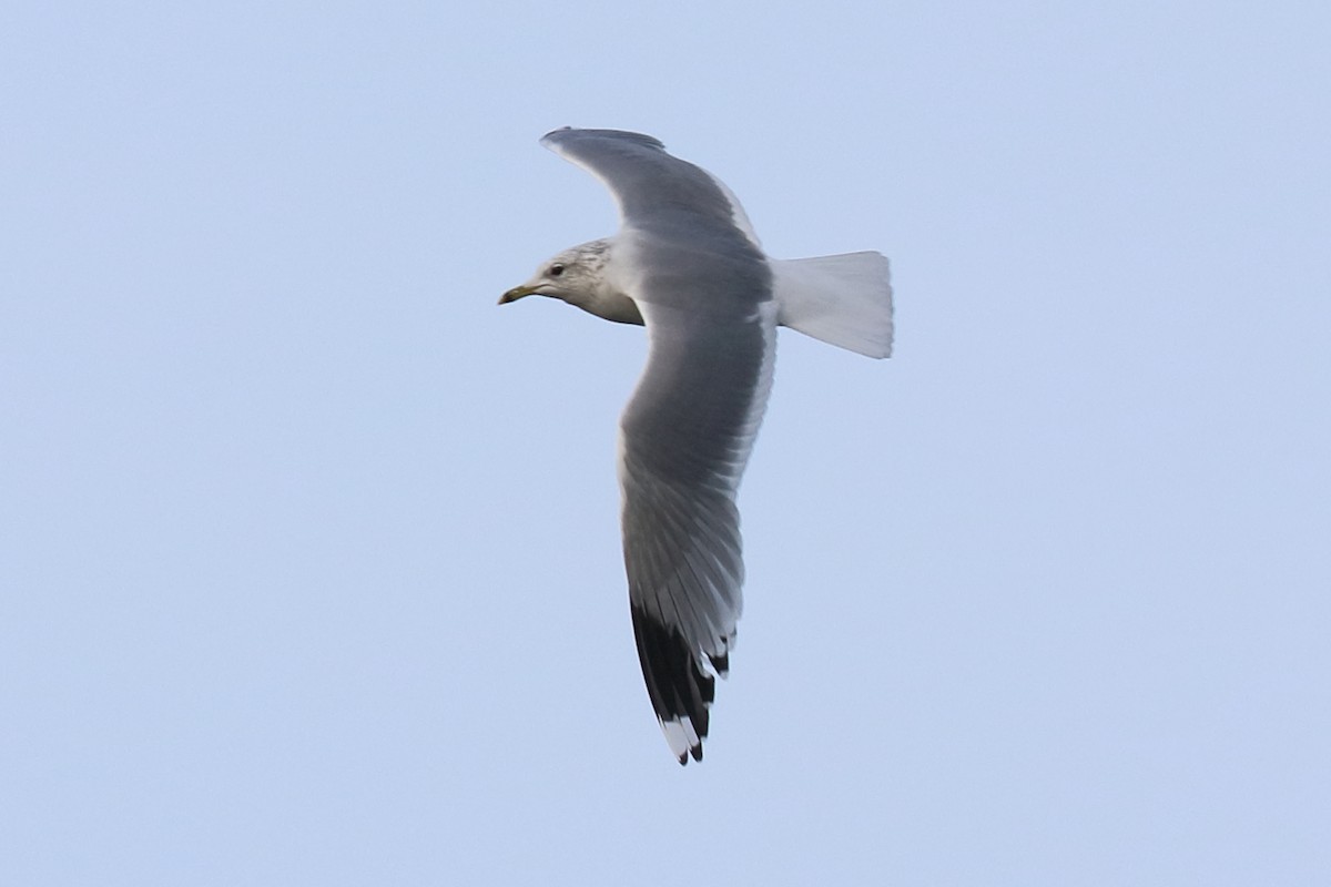 Common Gull - Bruce Kerr