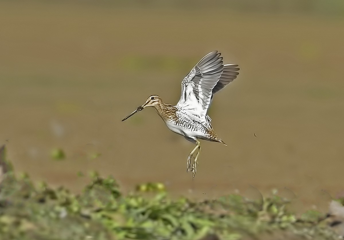 Common Snipe - Parmil Kumar