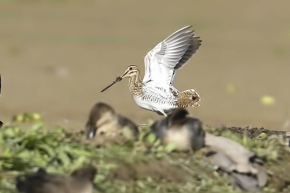 Common Snipe - Parmil Kumar