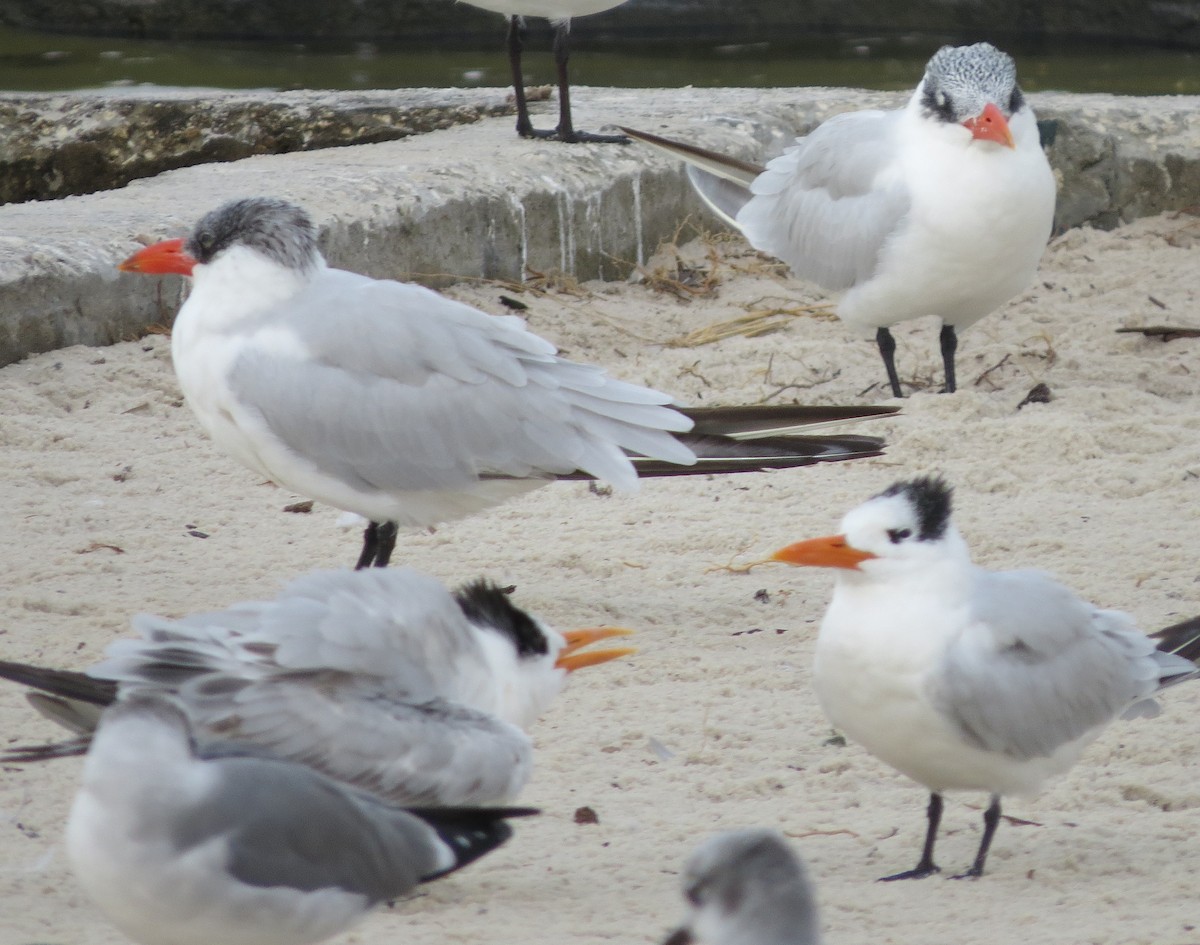 Caspian Tern - Bev Hansen