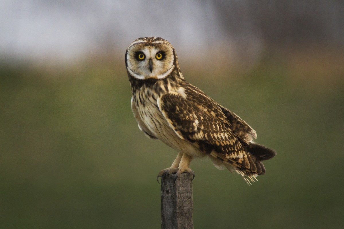 Short-eared Owl - Gonzalo Camiletti