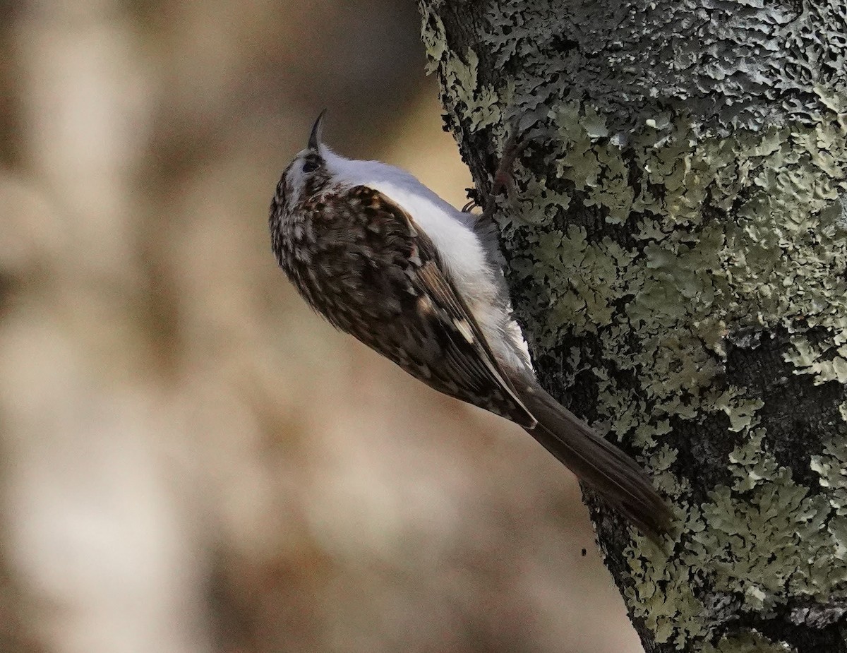 Eurasian Treecreeper - ML394556851