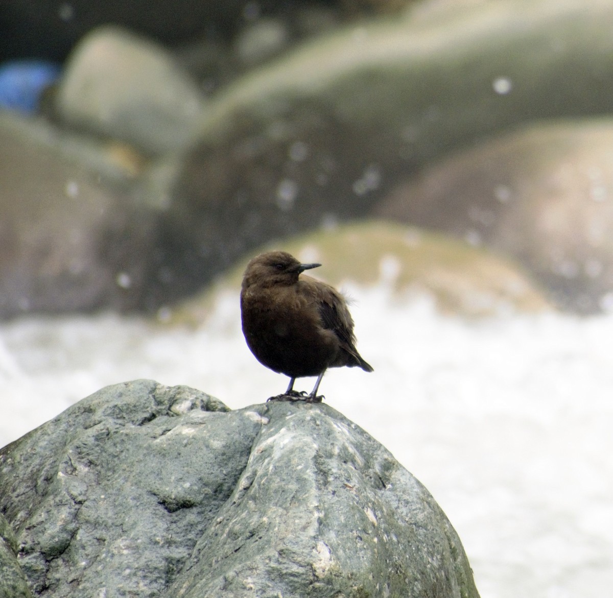 Brown Dipper - Mohammad Arif khan