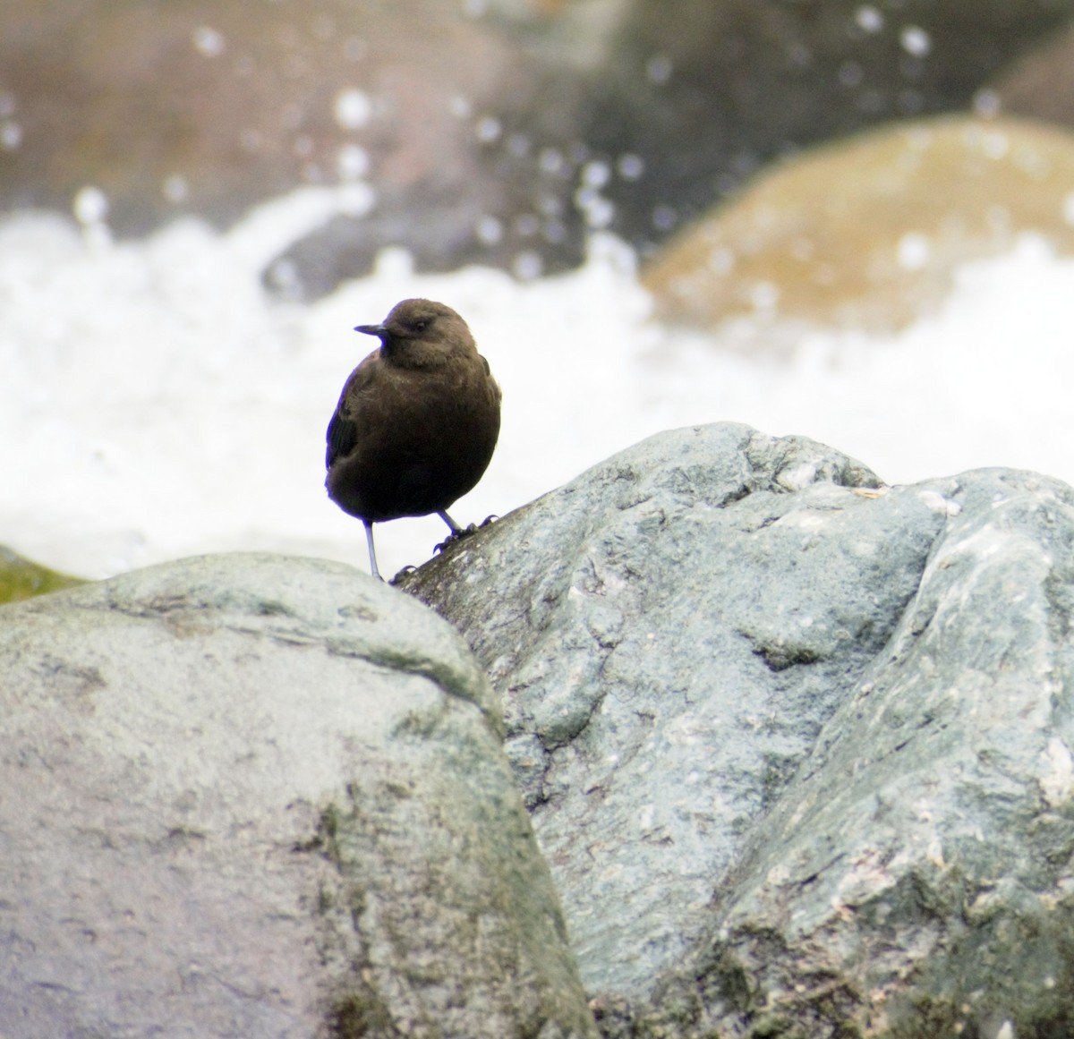 Brown Dipper - ML394558271