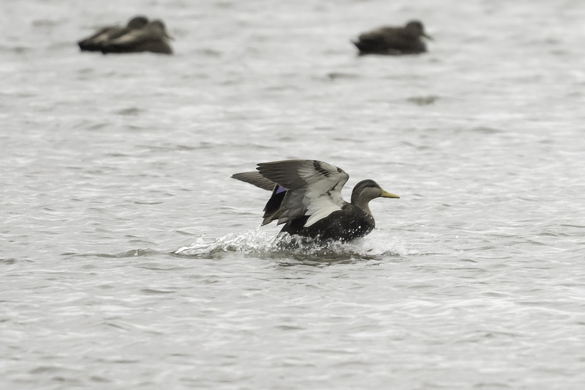 American Black Duck - Mass Audubon North Shore