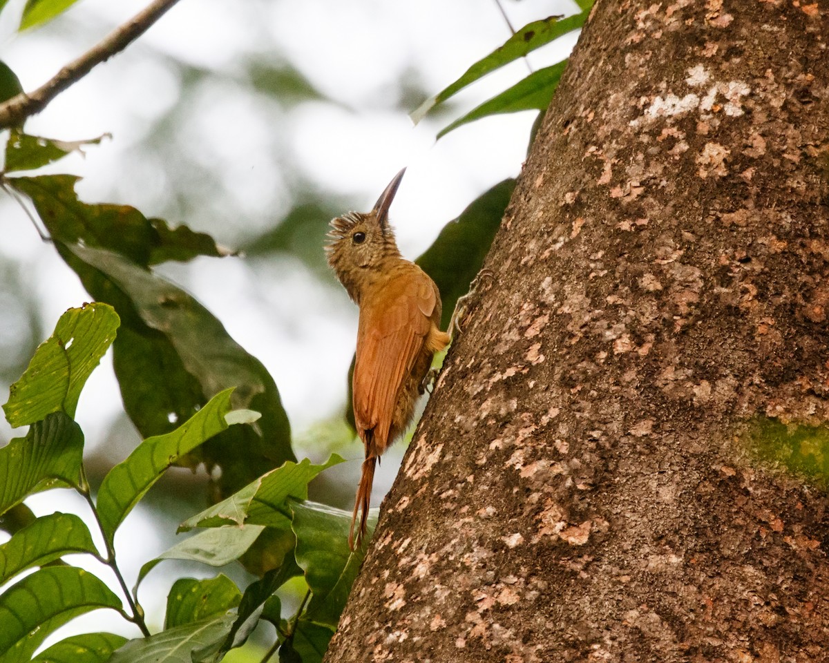 Amazonian Barred-Woodcreeper (Plain-colored) - ML394559501