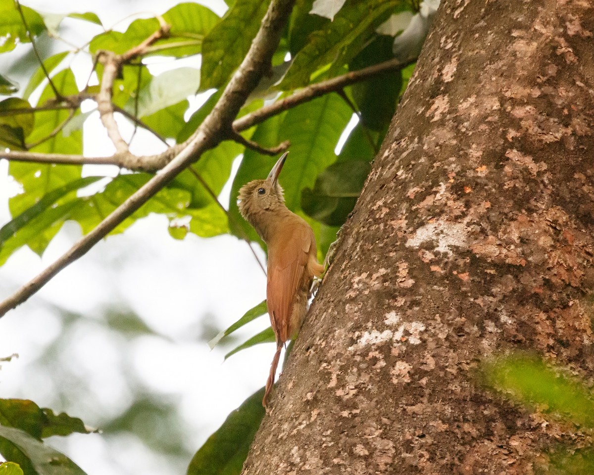 Amazonian Barred-Woodcreeper (Plain-colored) - ML394559511